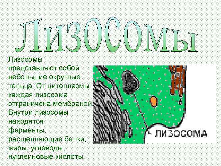 Лизосомы представляют собой небольшие округлые тельца. От цитоплазмы каждая лизосома отграничена мембраной. Внутри лизосомы