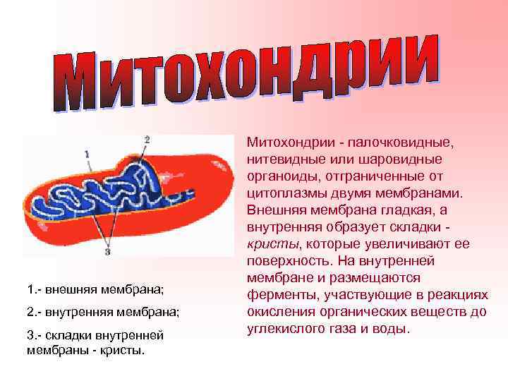       Митохондрии - палочковидные,     нитевидные