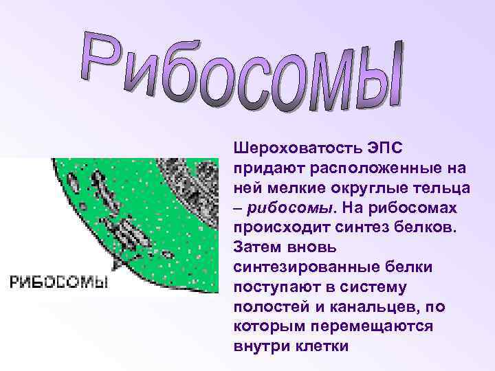 Шероховатость ЭПС придают расположенные на ней мелкие округлые тельца – рибосомы. На рибосомах происходит
