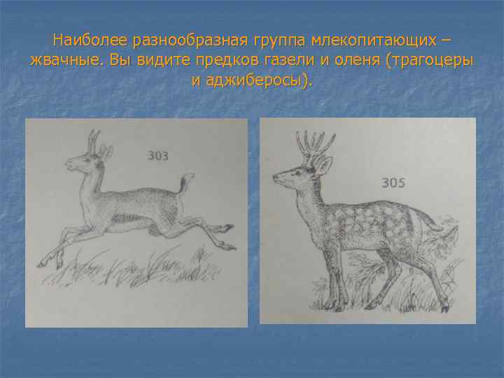 Наиболее разнообразная группа млекопитающих – жвачные. Вы видите предков газели и оленя (трагоцеры и
