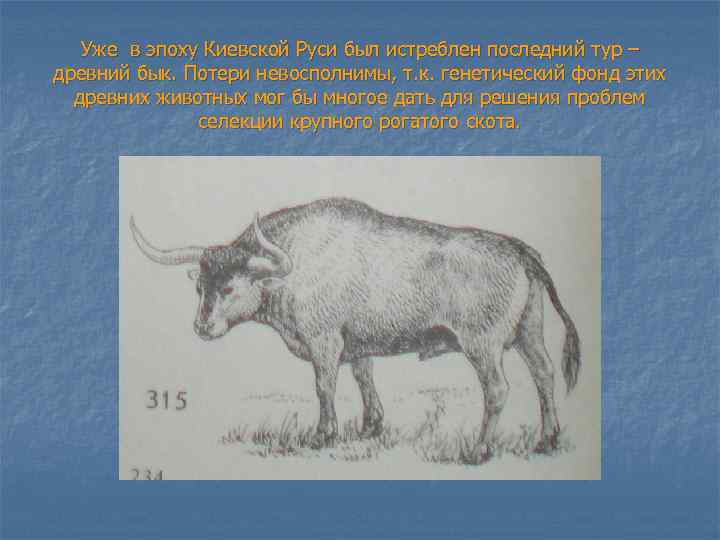 Уже в эпоху Киевской Руси был истреблен последний тур – древний бык. Потери невосполнимы,