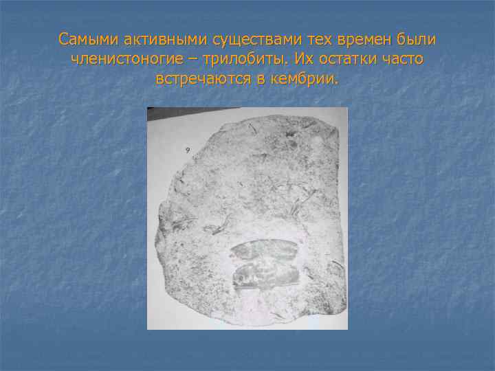 Самыми активными существами тех времен были членистоногие – трилобиты. Их остатки часто встречаются в