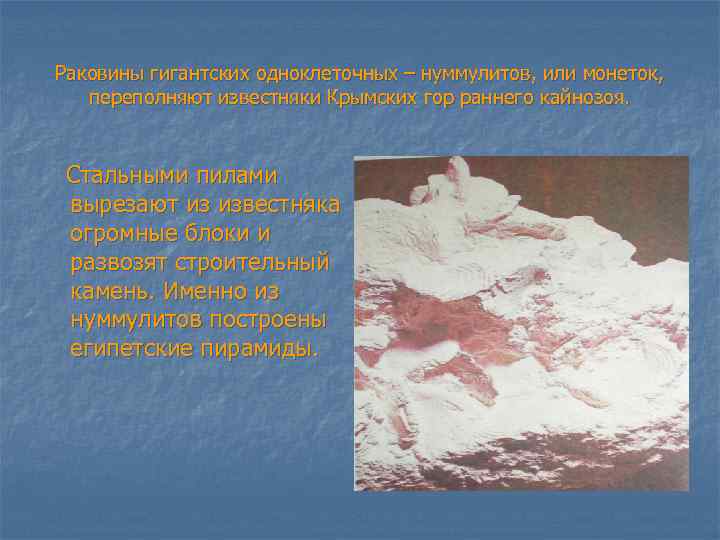 Раковины гигантских одноклеточных – нуммулитов, или монеток, переполняют известняки Крымских гор раннего кайнозоя. Стальными