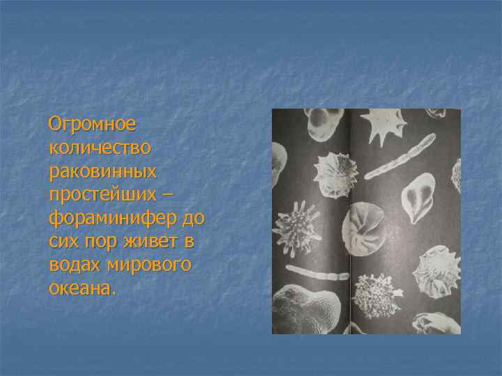 Огромное количество раковинных простейших – фораминифер до сих пор живет в водах мирового океана.