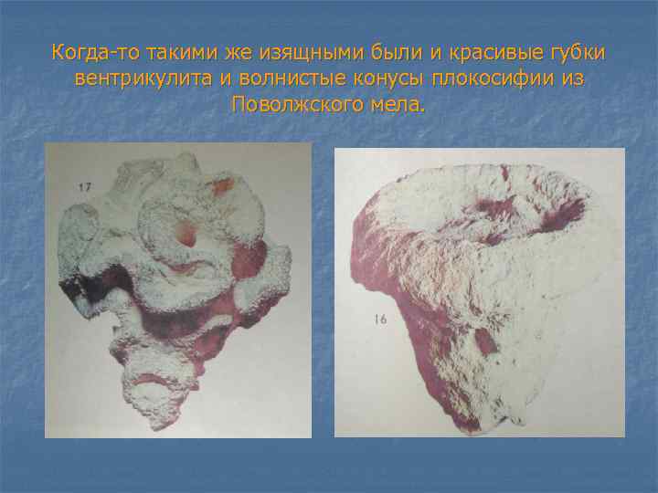 Когда-то такими же изящными были и красивые губки вентрикулита и волнистые конусы плокосифии из