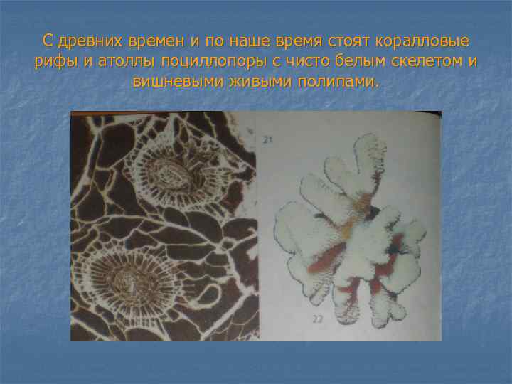 С древних времен и по наше время стоят коралловые рифы и атоллы поциллопоры с