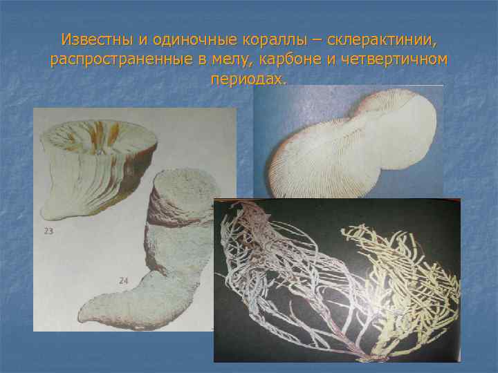 Известны и одиночные кораллы – склерактинии, распространенные в мелу, карбоне и четвертичном периодах. 