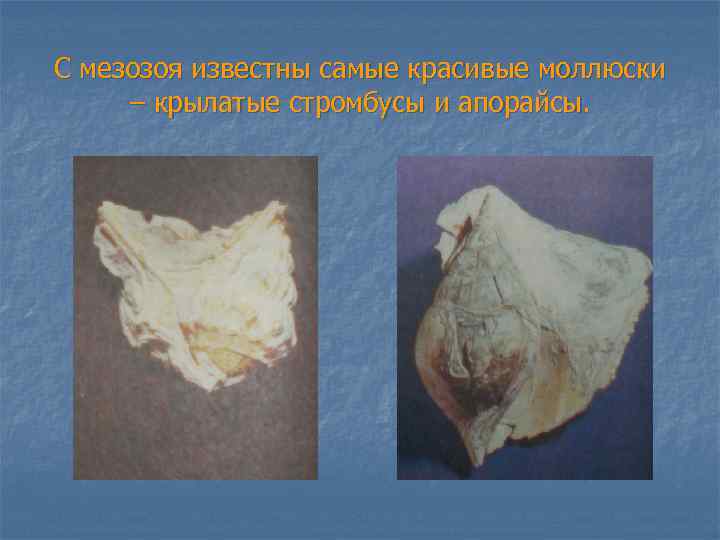 С мезозоя известны самые красивые моллюски – крылатые стромбусы и апорайсы. 