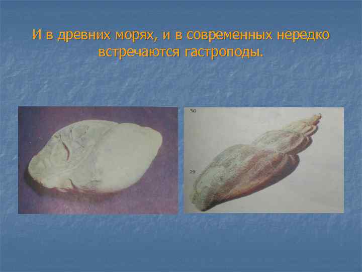 И в древних морях, и в современных нередко встречаются гастроподы. 
