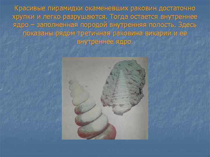 Красивые пирамидки окаменевших раковин достаточно хрупки и легко разрушаются. Тогда остается внутреннее ядро –