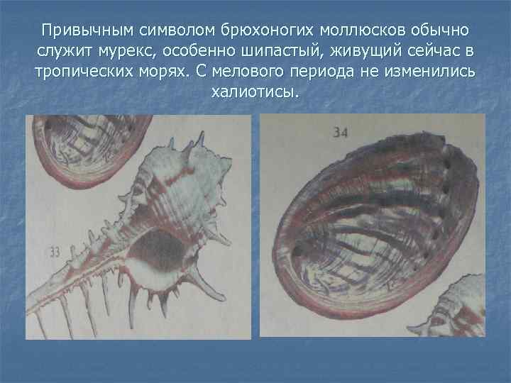 Привычным символом брюхоногих моллюсков обычно служит мурекс, особенно шипастый, живущий сейчас в тропических морях.