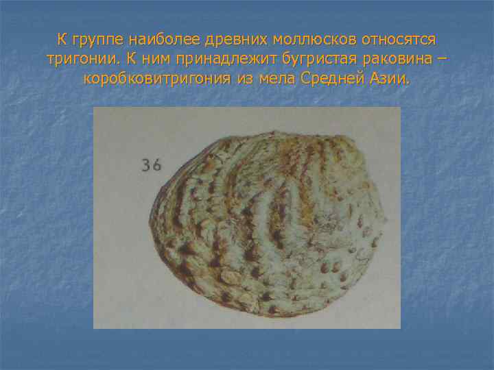 К группе наиболее древних моллюсков относятся тригонии. К ним принадлежит бугристая раковина – коробковитригония
