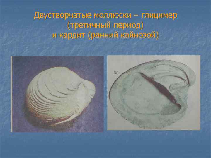 Двустворчатые моллюски – глицимер (третичный период) и кардит (ранний кайнозой) 
