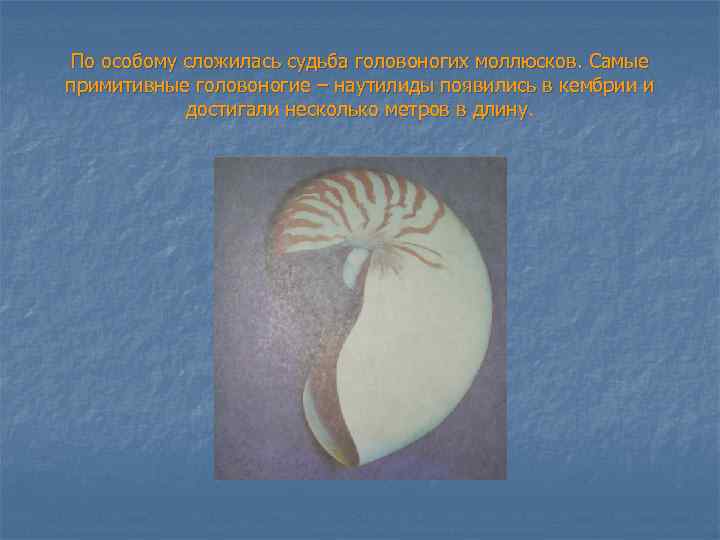 По особому сложилась судьба головоногих моллюсков. Самые примитивные головоногие – наутилиды появились в кембрии