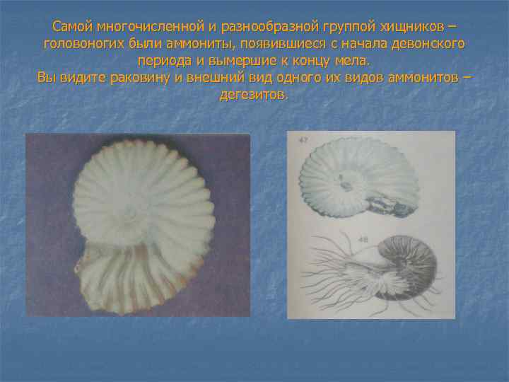 Самой многочисленной и разнообразной группой хищников – головоногих были аммониты, появившиеся с начала девонского
