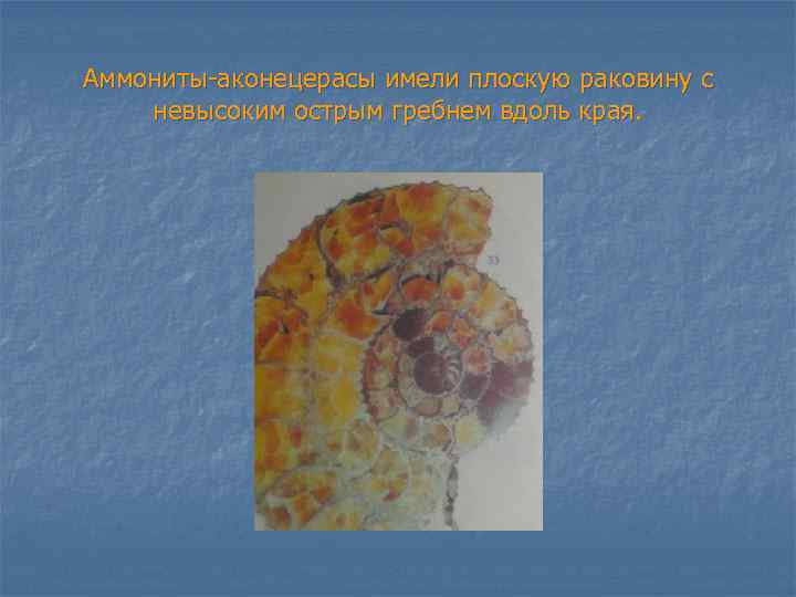 Аммониты-аконецерасы имели плоскую раковину с невысоким острым гребнем вдоль края. 