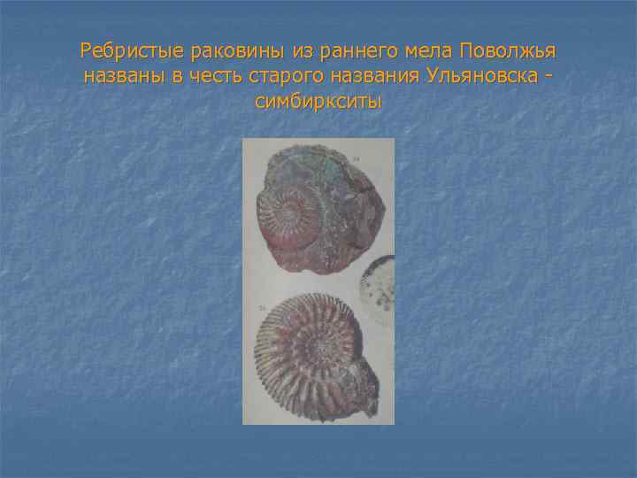 Ребристые раковины из раннего мела Поволжья названы в честь старого названия Ульяновска симбиркситы 