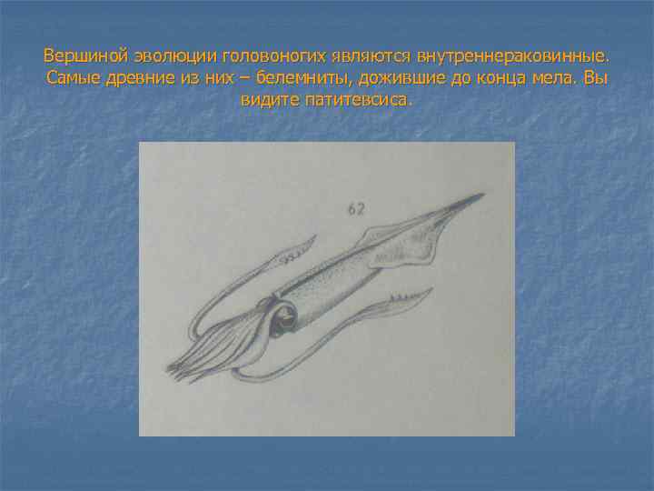 Вершиной эволюции головоногих являются внутреннераковинные. Самые древние из них – белемниты, дожившие до конца