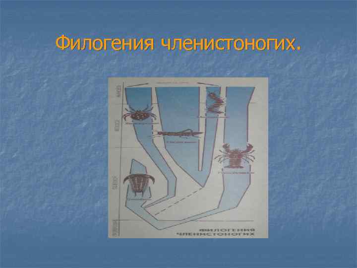 Филогения членистоногих. 