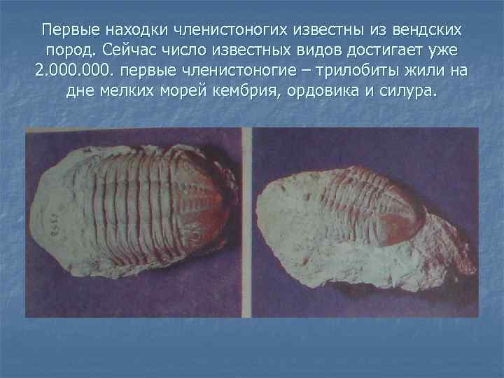 Первые находки членистоногих известны из вендских пород. Сейчас число известных видов достигает уже 2.
