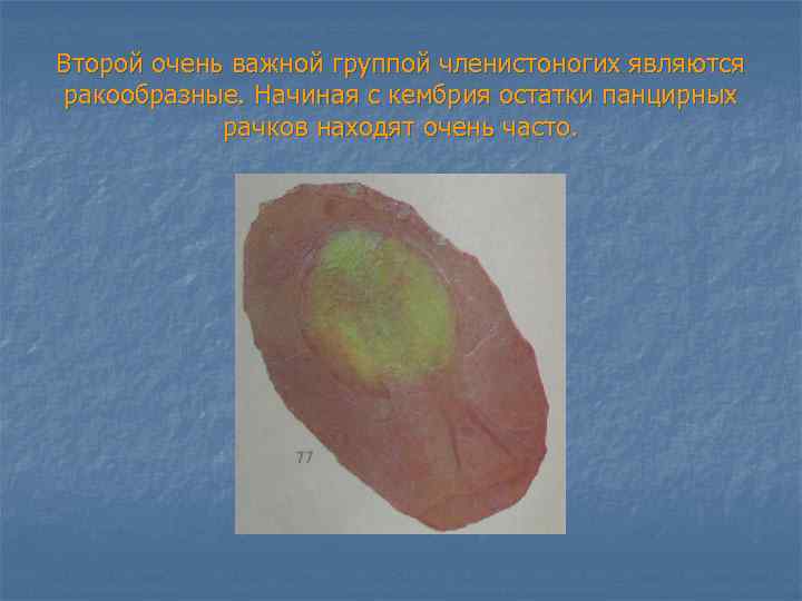 Второй очень важной группой членистоногих являются ракообразные. Начиная с кембрия остатки панцирных рачков находят