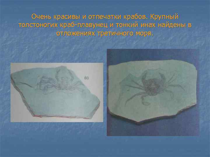 Очень красивы и отпечатки крабов. Крупный толстоногих краб-плавунец и тонкий инах найдены в отложениях