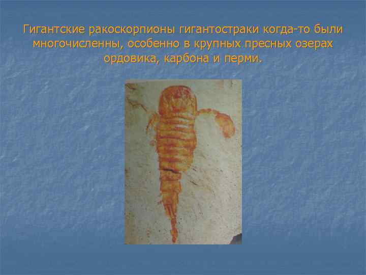 Гигантские ракоскорпионы гигантостраки когда-то были многочисленны, особенно в крупных пресных озерах ордовика, карбона и