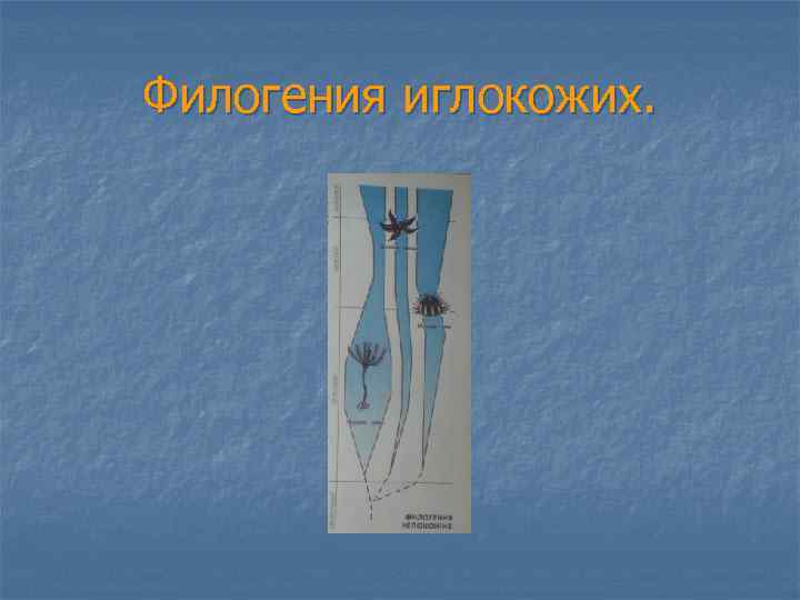 Филогения иглокожих. 
