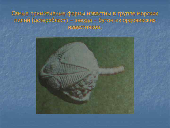 Самые примитивные формы известны в группе морских лилий (астеробласт) – звезда – бутон из