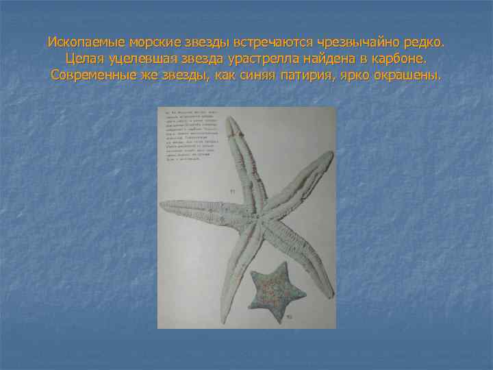 Ископаемые морские звезды встречаются чрезвычайно редко. Целая уцелевшая звезда урастрелла найдена в карбоне. Современные