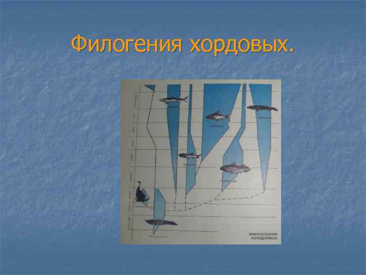 Филогения хордовых. 