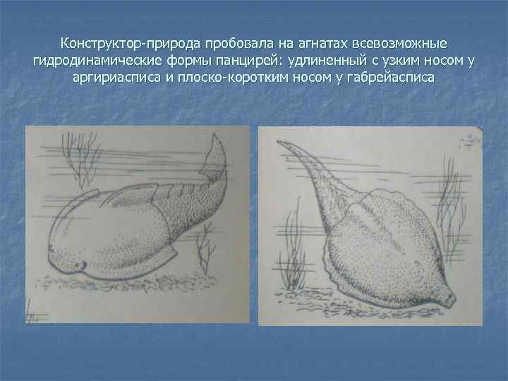 Конструктор-природа пробовала на агнатах всевозможные гидродинамические формы панцирей: удлиненный с узким носом у аргириасписа