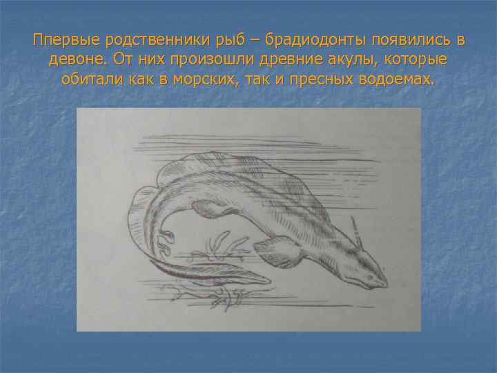 Ппервые родственники рыб – брадиодонты появились в девоне. От них произошли древние акулы, которые