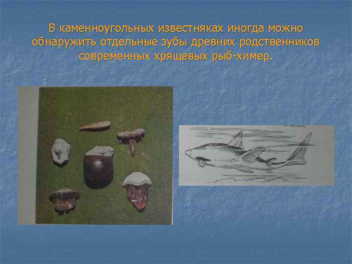 В каменноугольных известняках иногда можно обнаружить отдельные зубы древних родственников современных хрящевых рыб-химер. 