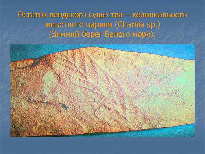 Остаток вендского существа – колониального животного чарния (Charnia sp. ) (Зимний берег Белого моря).