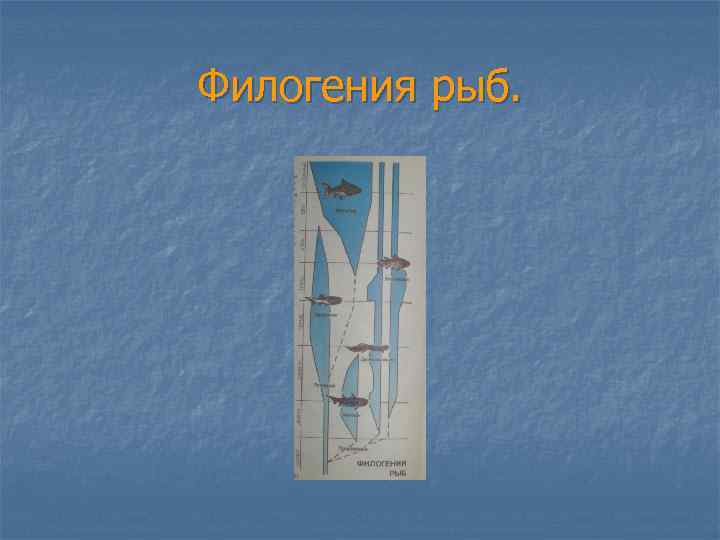 Филогения рыб. 