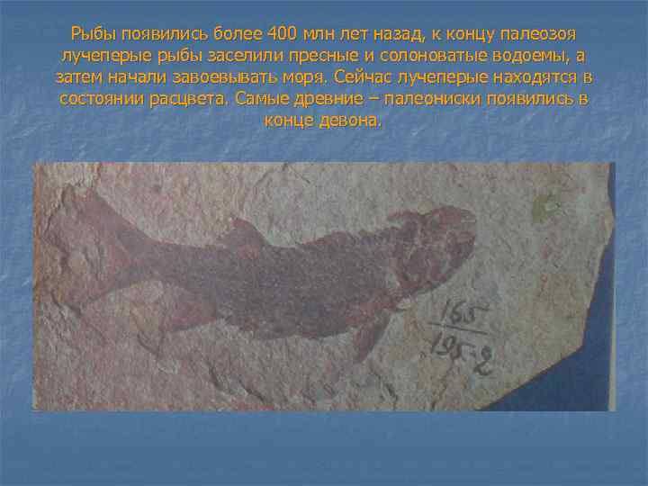 Рыбы появились более 400 млн лет назад, к концу палеозоя лучеперые рыбы заселили пресные