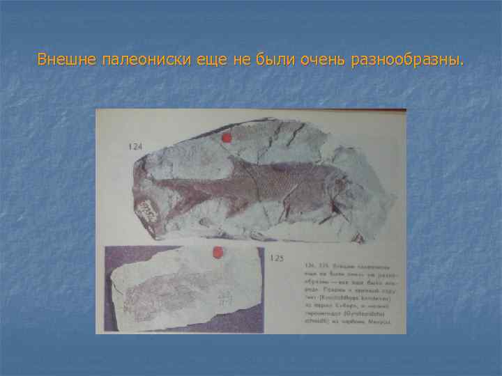 Внешне палеониски еще не были очень разнообразны. 