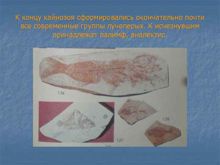 К концу кайнозоя сформировались окончательно почти все современные группы лучеперых. К исчезнувшим принадлежат палимф,