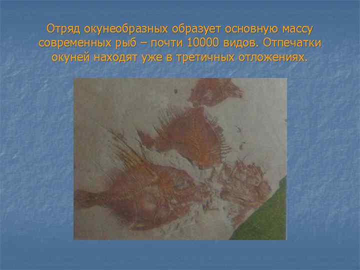 Отряд окунеобразных образует основную массу современных рыб – почти 10000 видов. Отпечатки окуней находят