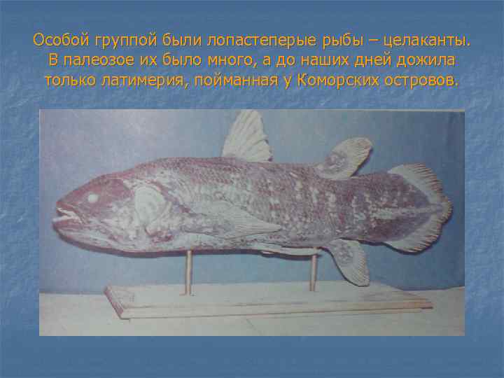 Особой группой были лопастеперые рыбы – целаканты. В палеозое их было много, а до