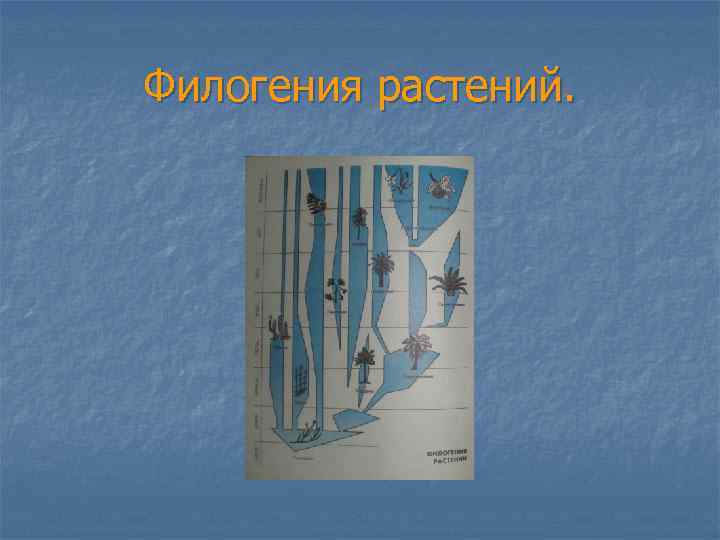 Филогения растений. 