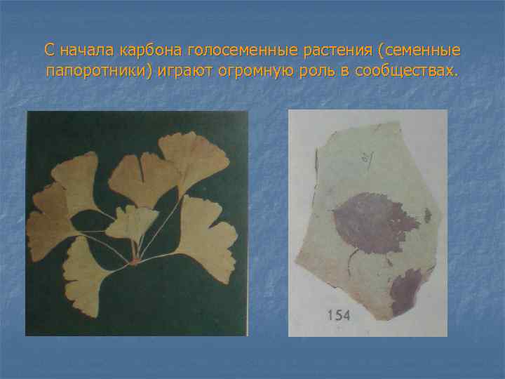 С начала карбона голосеменные растения (семенные папоротники) играют огромную роль в сообществах. 