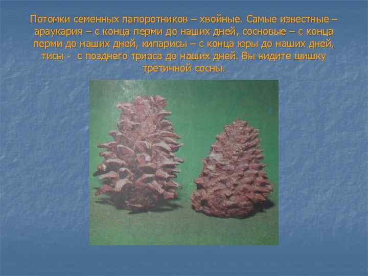 Потомки семенных папоротников – хвойные. Самые известные – араукария – с конца перми до