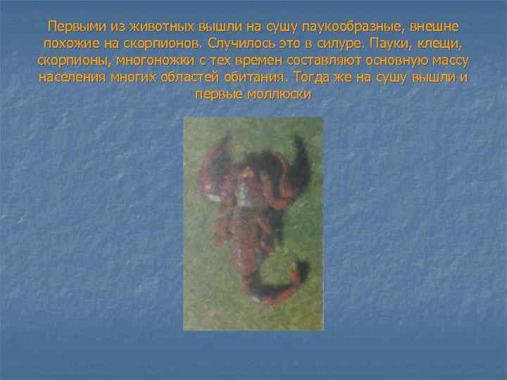 Первыми из животных вышли на сушу паукообразные, внешне похожие на скорпионов. Случилось это в