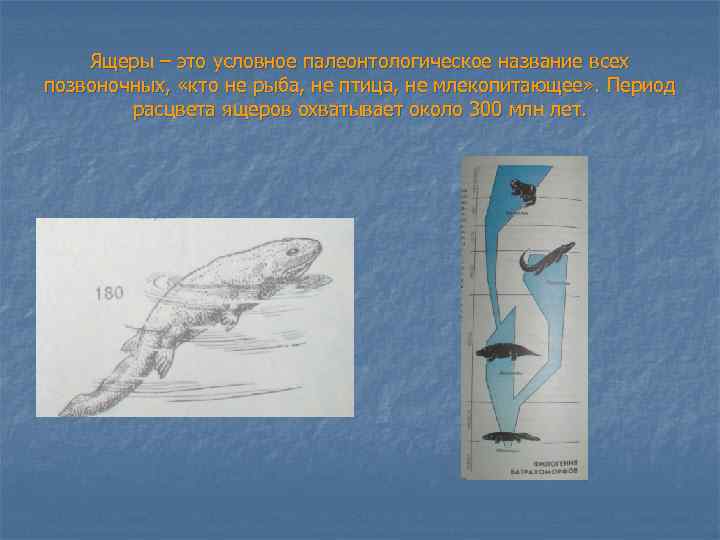 Ящеры – это условное палеонтологическое название всех позвоночных, «кто не рыба, не птица, не