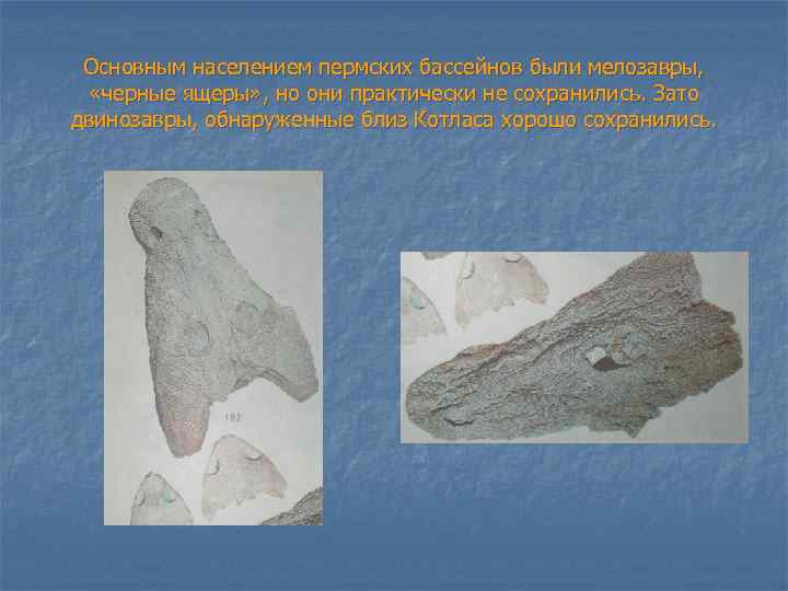 Основным населением пермских бассейнов были мелозавры, «черные ящеры» , но они практически не сохранились.
