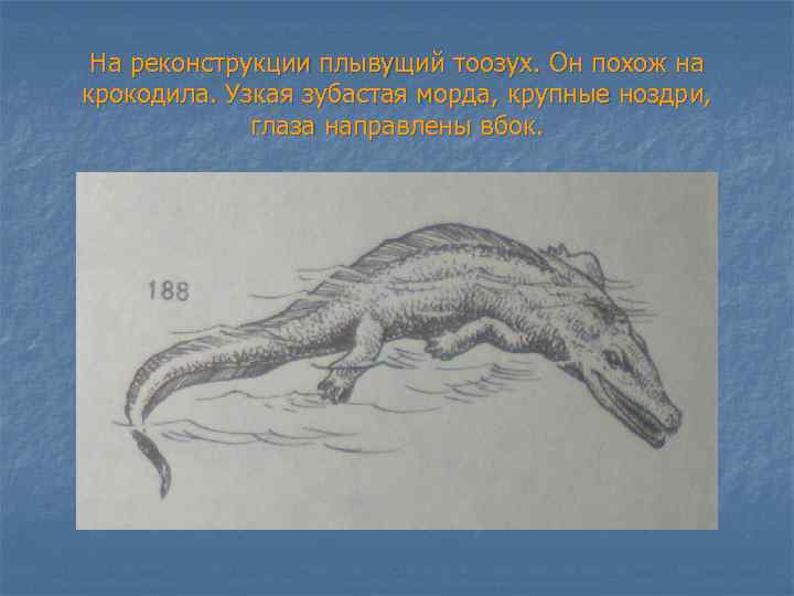 На реконструкции плывущий тоозух. Он похож на крокодила. Узкая зубастая морда, крупные ноздри, глаза