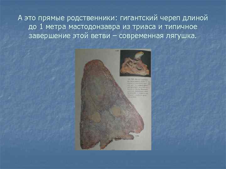 А это прямые родственники: гигантский череп длиной до 1 метра мастодонзавра из триаса и