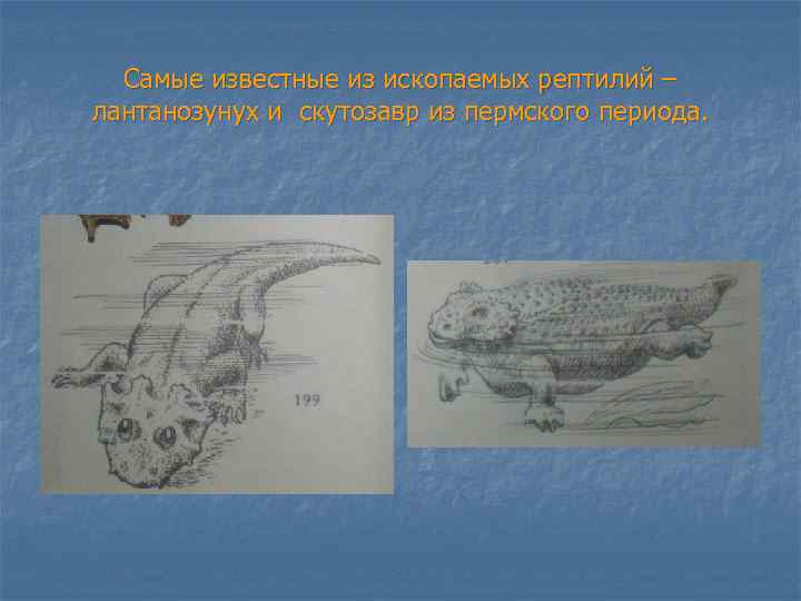 Самые известные из ископаемых рептилий – лантанозунух и скутозавр из пермского периода. 